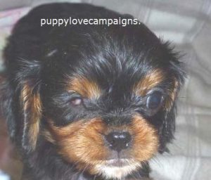 Photo courtesy of Puppy Love Campaigns
