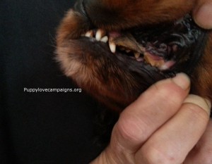 Photo courtesy of Puppy Love Campaigns