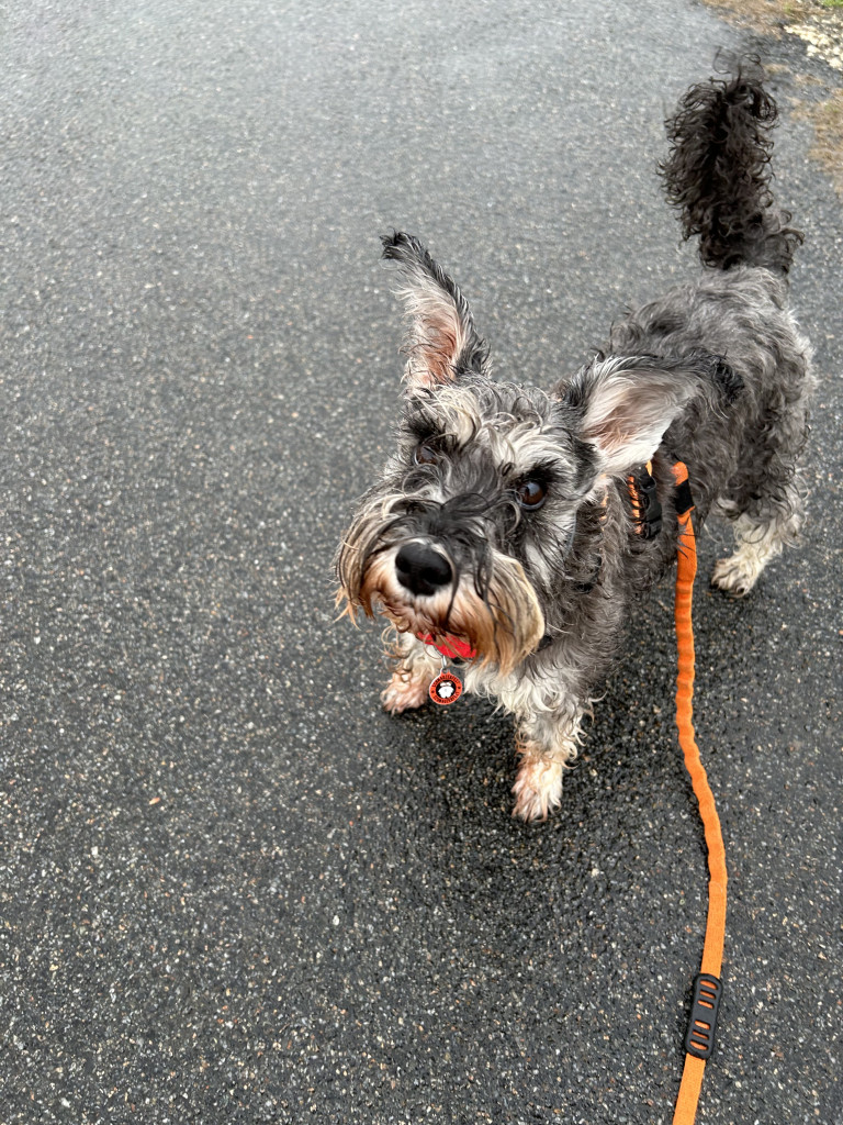 a small grey dog in the rain looking upwards