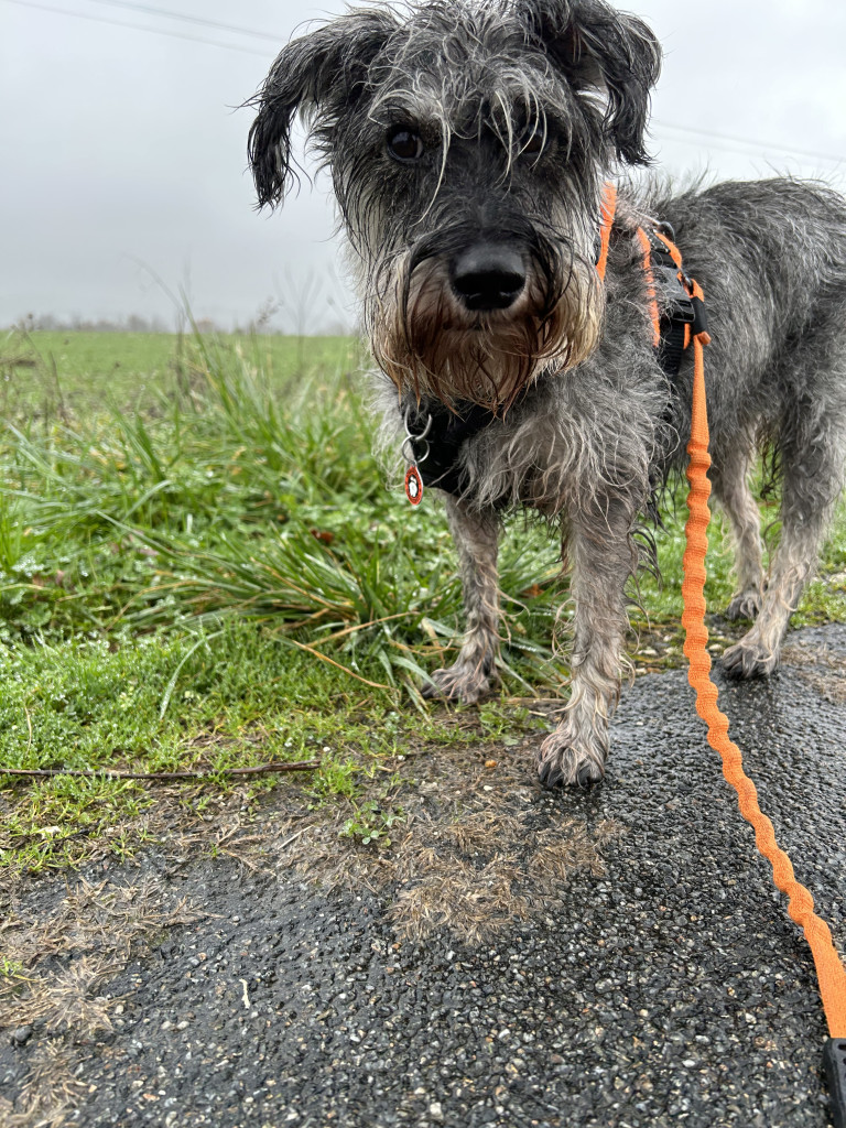 a small grey dog standing in the rain