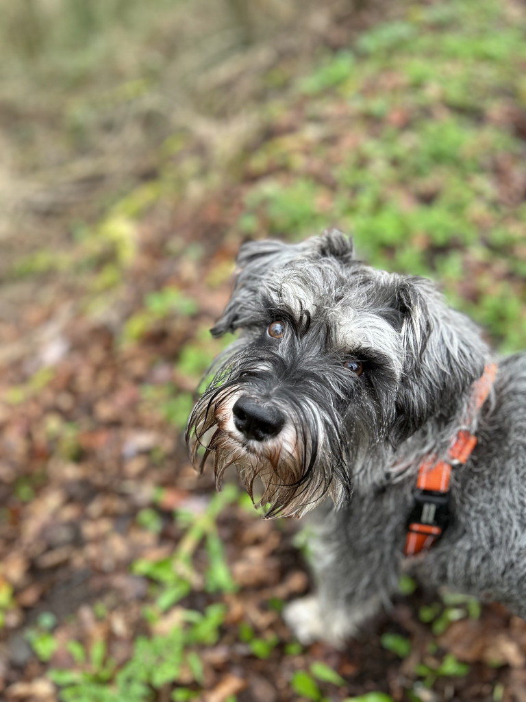 the face of a grey dog looking upwards

